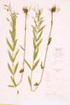 Purple-leaved Willow-herb specimen